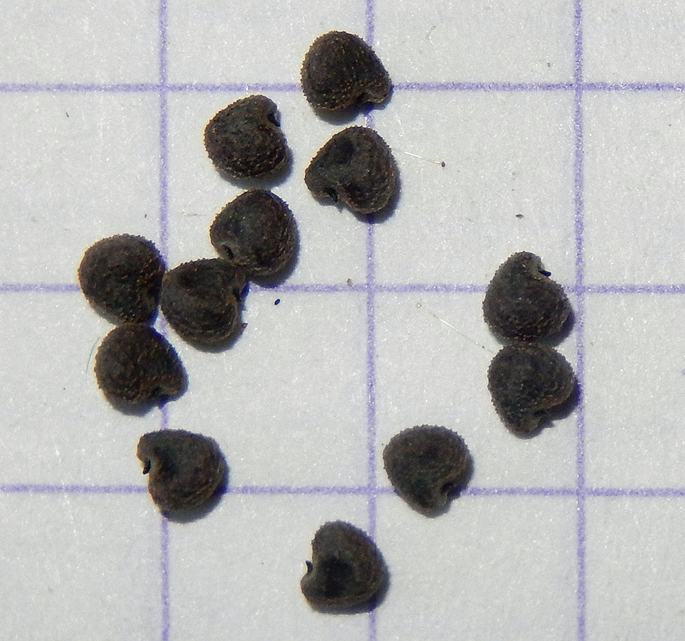 Image of Hibiscus trionum specimen.