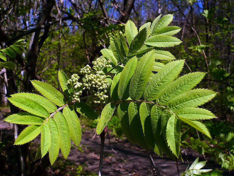 Image of Sorbus aucuparia specimen.