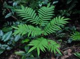 Angiopteris evecta