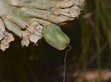 Cereus peruvianus var. monstrosus