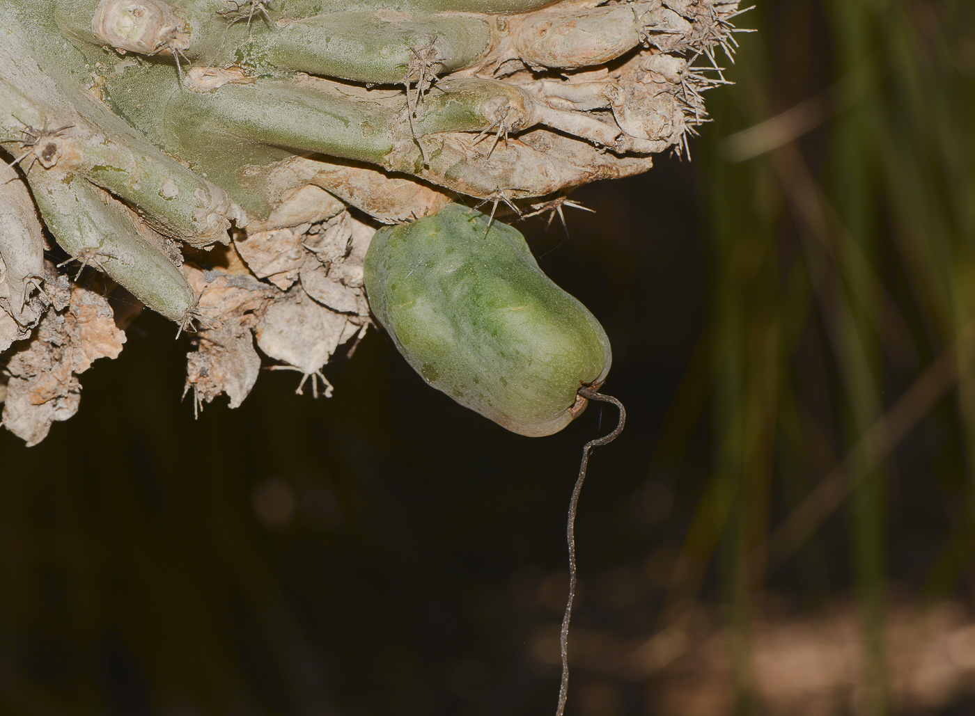 Image of Cereus peruvianus var. monstrosus specimen.