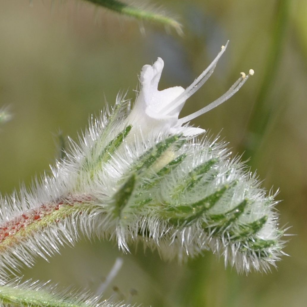 Изображение особи Echium italicum.