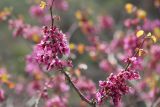 Cercis griffithii