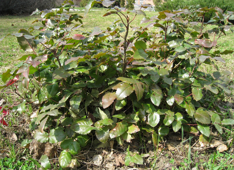 Image of Mahonia aquifolium specimen.