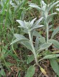 Stachys velata