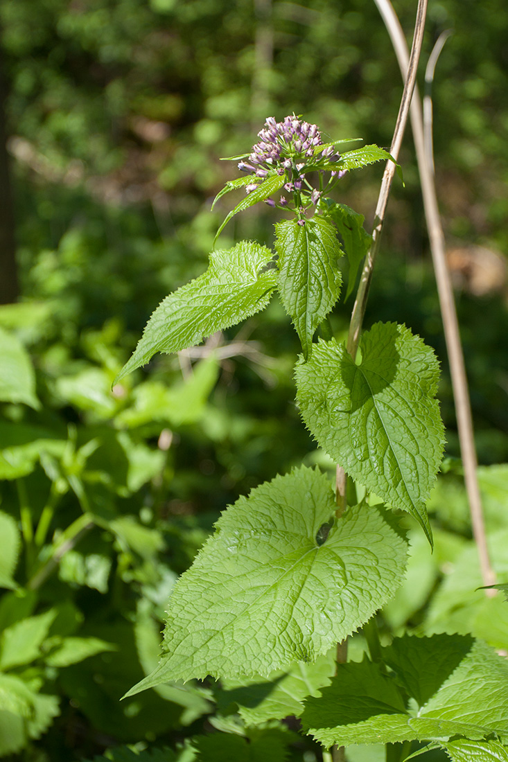 Image of Lunaria rediviva specimen.