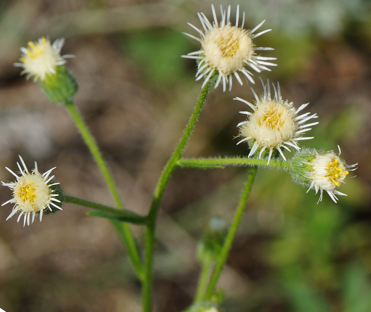 Изображение особи Erigeron acris.