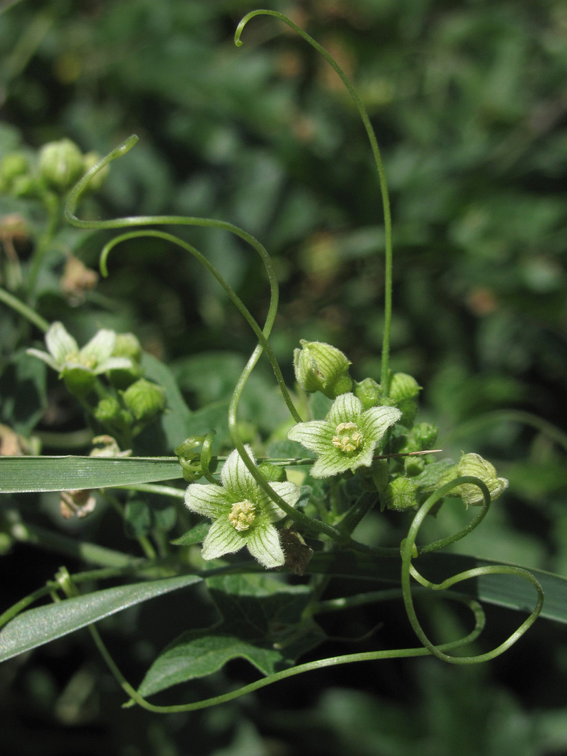 Изображение особи Bryonia dioica.