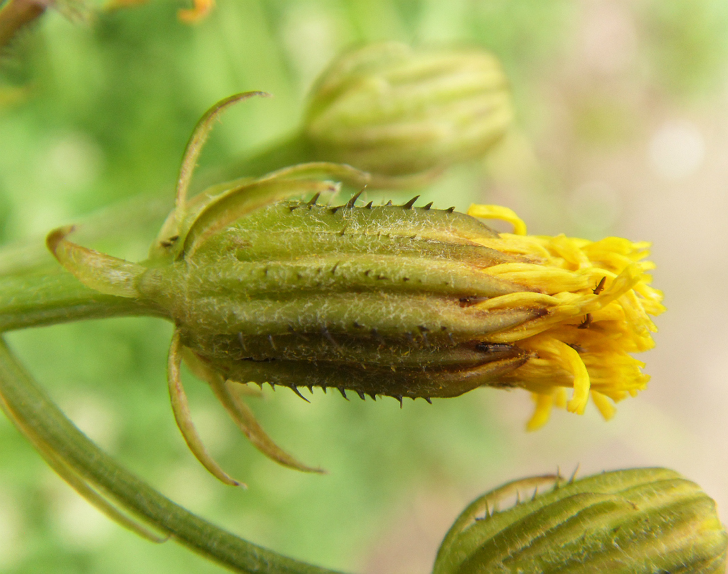 Изображение особи Crepis biennis.