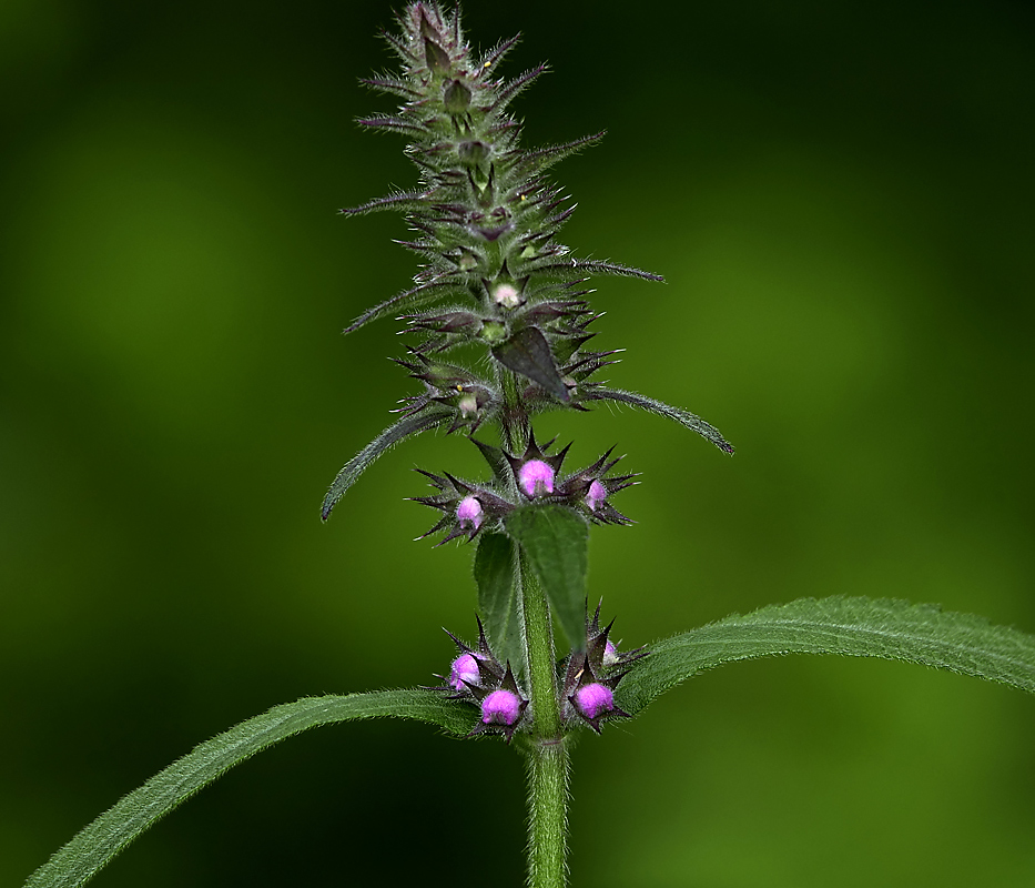 Изображение особи Stachys palustris.