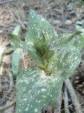 Epipactis helleborine