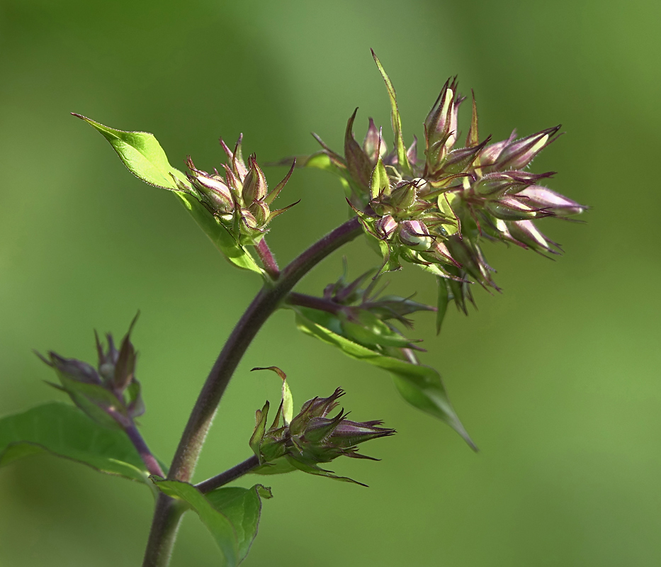 Image of Phlox paniculata specimen.