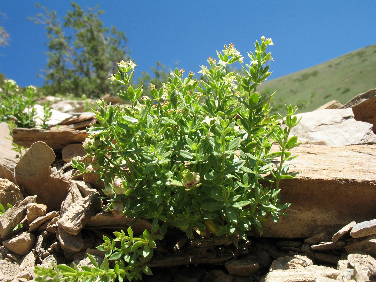Image of Galium tianschanicum specimen.