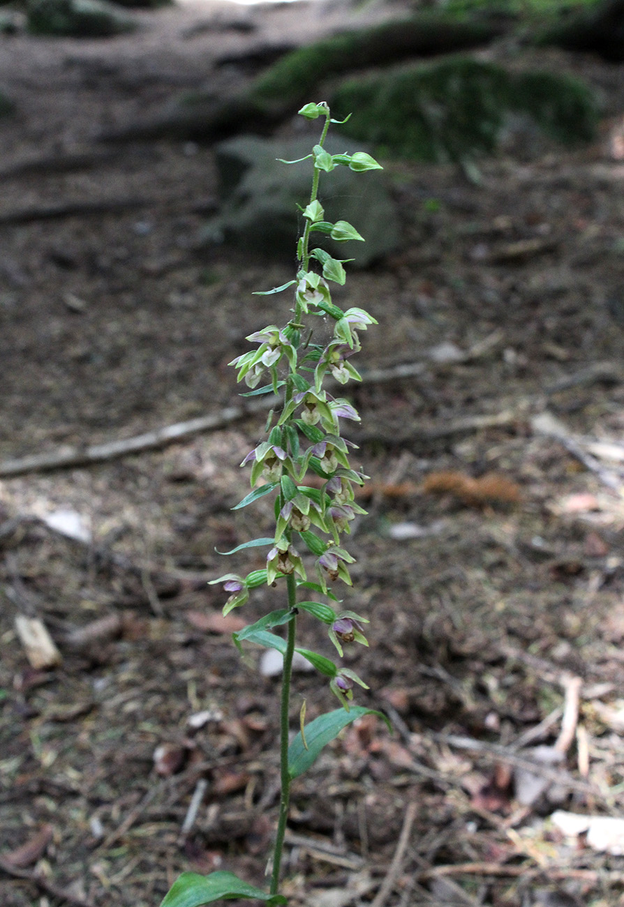 Изображение особи Epipactis helleborine.