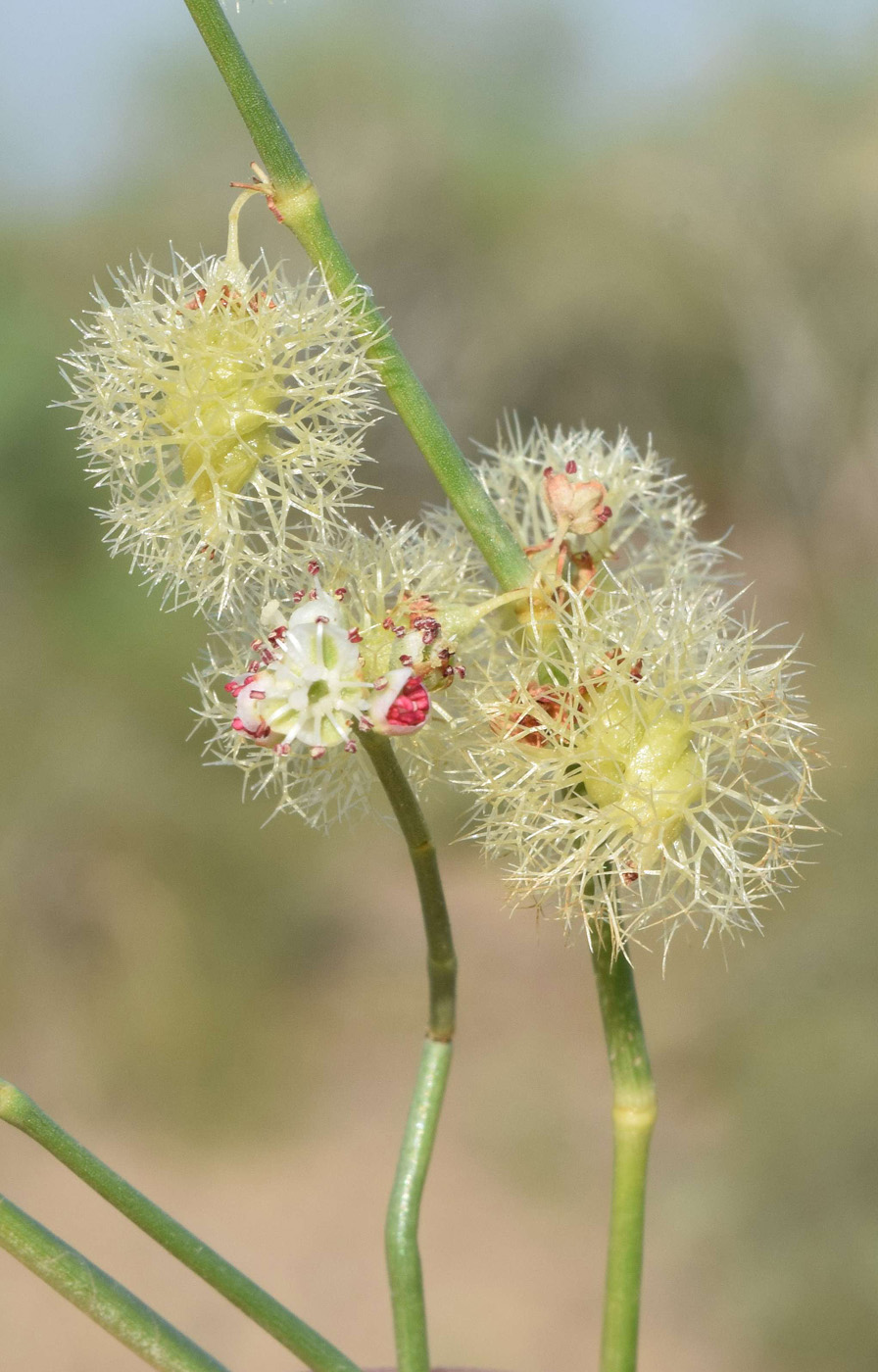 Image of Calligonum microcarpum specimen.