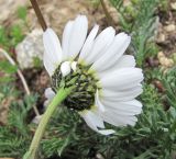 семейство Asteraceae. Соцветие (вид со стороны обёртки). Кабардино-Балкария, Эльбрусский р-н, долина р. Ирикчат, ок. 3300 м н.у.м., каменистый склон. 06.08.2018.