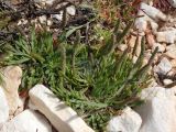 Plantago weldenii