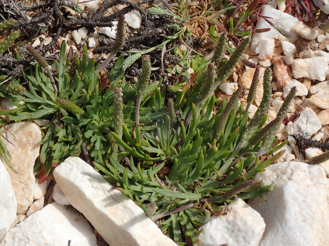 Image of Plantago weldenii specimen.