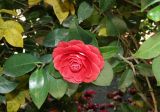 Camellia japonica