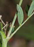 Astragalus davuricus