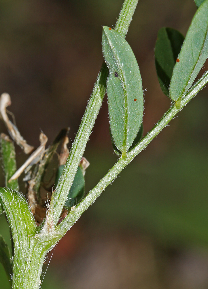 Изображение особи Astragalus davuricus.