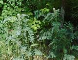 Goebelia pachycarpa. Зацветающие растения. Узбекистан, северная часть г. Самарканд, около речки перед холмами Афрасиаба. 03.05.2018.