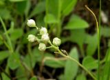 Hyacinthella leucophaea. Соплодие с незрелыми плодами. Днепропетровская обл., балка в верховьях р. Самоткани. 30.05.2010.