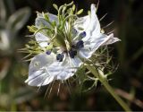 Nigella damascena