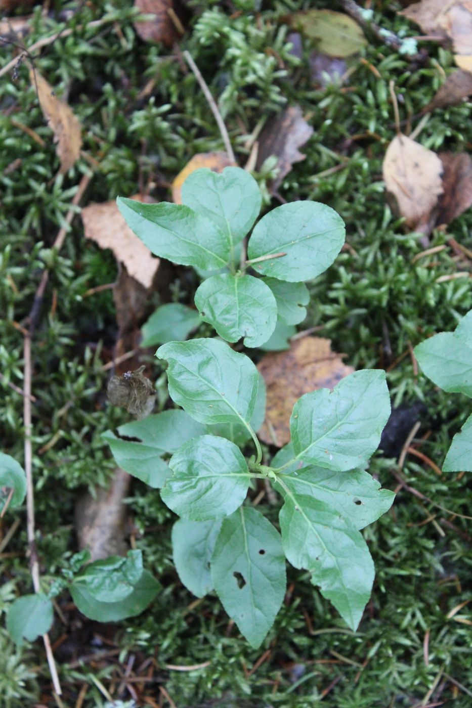 Image of Orthilia secunda specimen.