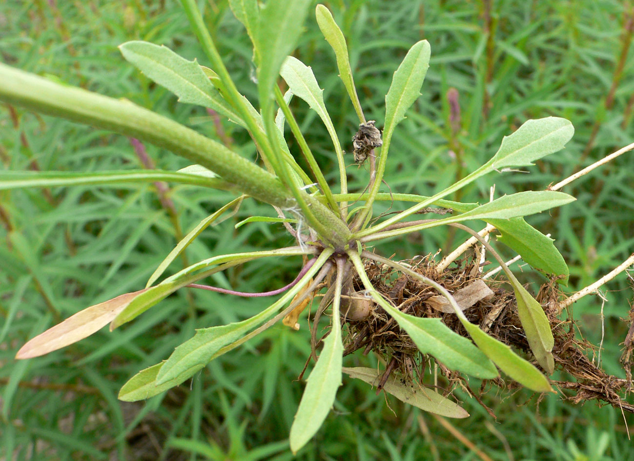 Image of Erysimum hieraciifolium specimen.