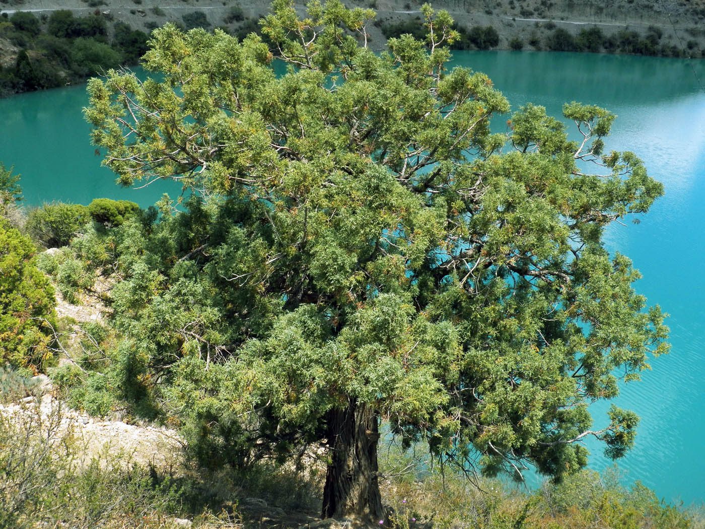 Изображение особи Juniperus turkestanica.