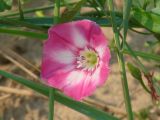 Convolvulus chinensis