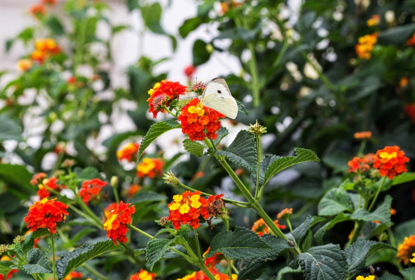 Image of Lantana camara specimen.