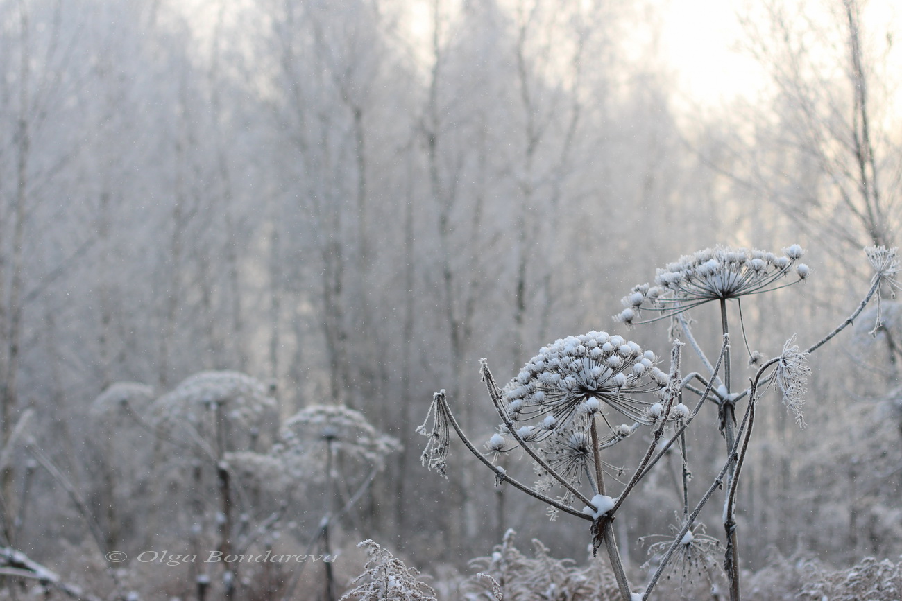 Image of Heracleum sosnowskyi specimen.