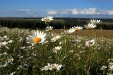 Leucanthemum vulgare