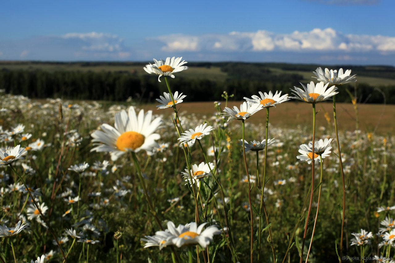 Изображение особи Leucanthemum vulgare.