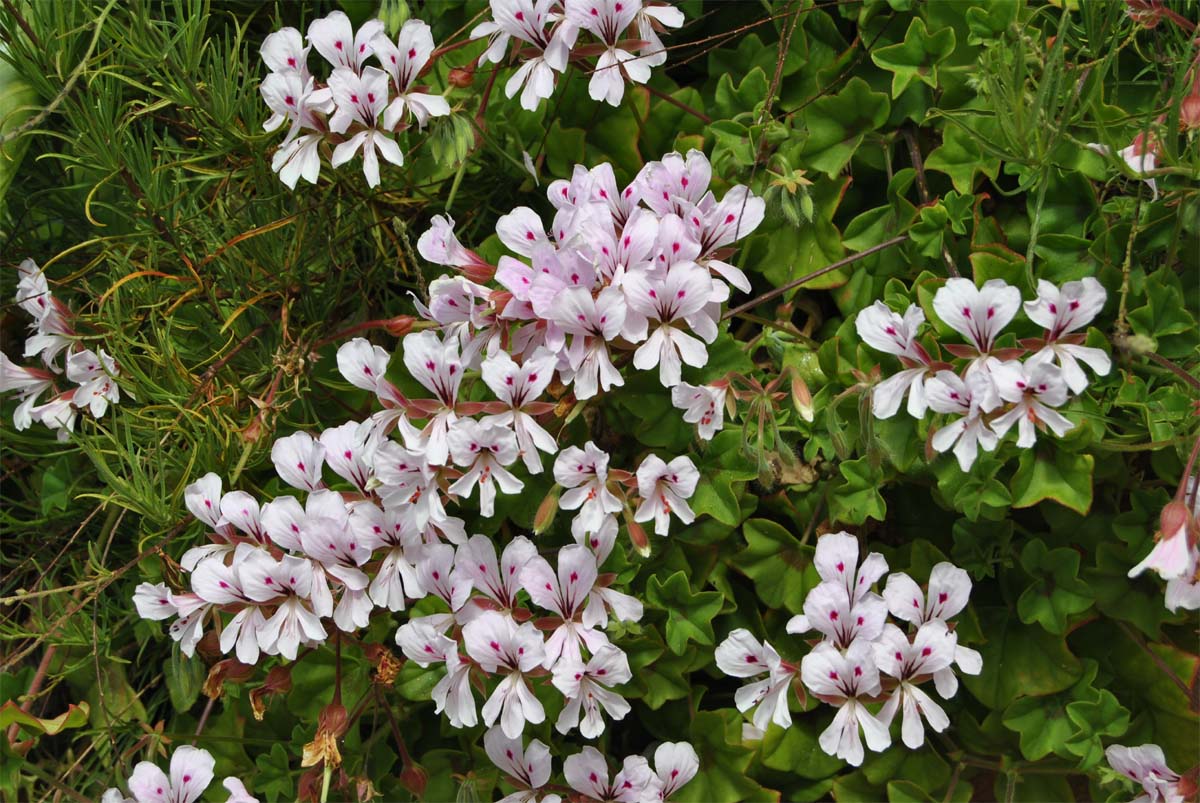 Изображение особи Pelargonium peltatum.
