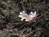 Pulsatilla turczaninovii