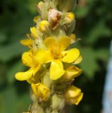 Verbascum thapsus. Часть соцветия. Московская обл., Раменский р-н, пос. Ильинский, на заросшей улице среди рудеральной растительности. 20.07.2017.