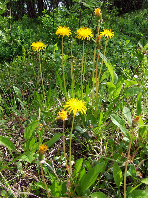 Image of Taraxacum croceum specimen.