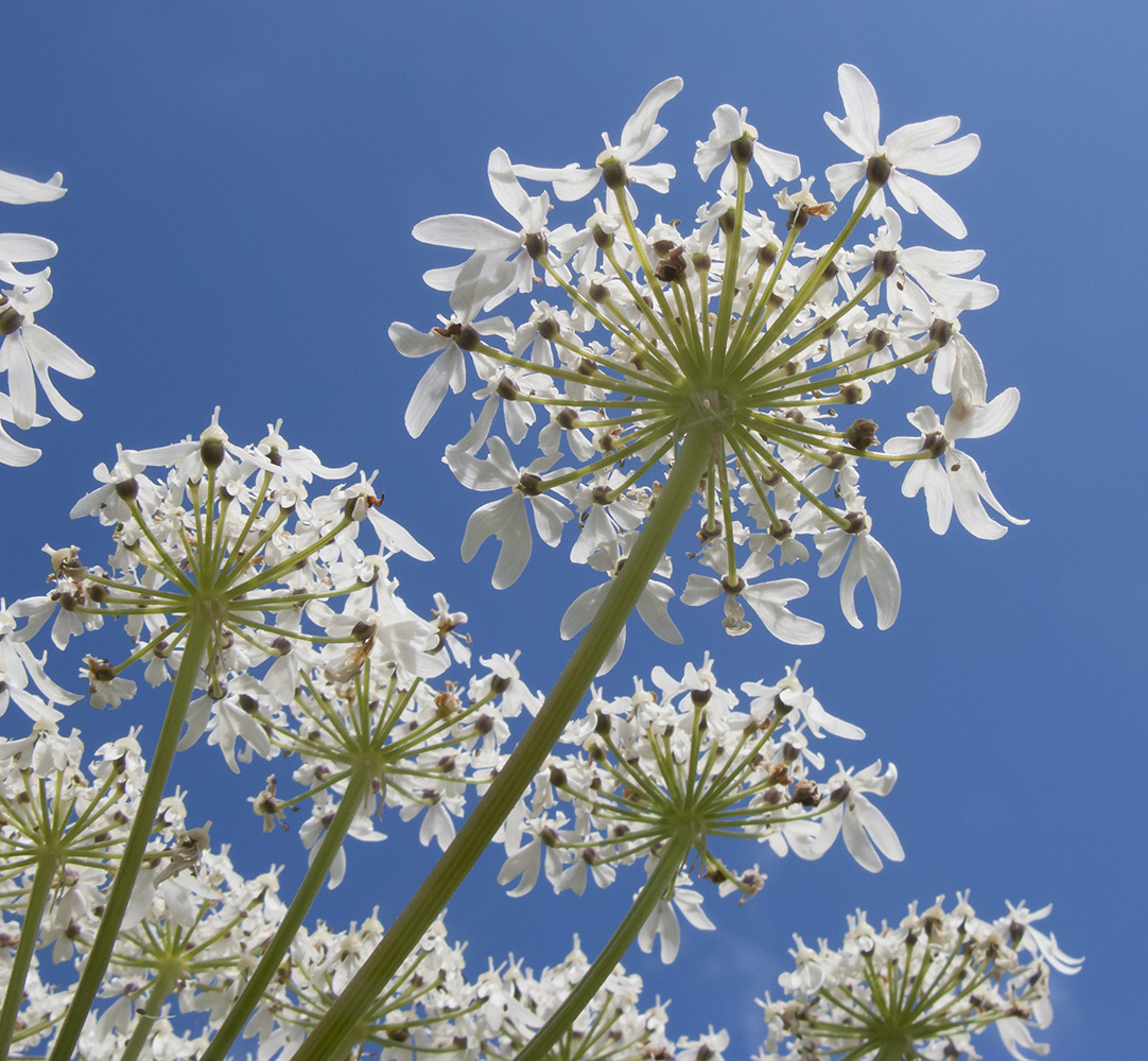 Изображение особи Heracleum ponticum.