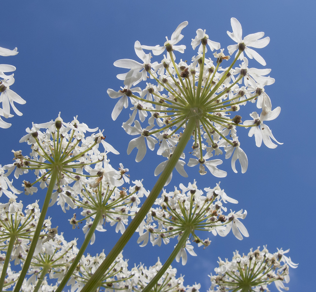 Изображение особи Heracleum ponticum.