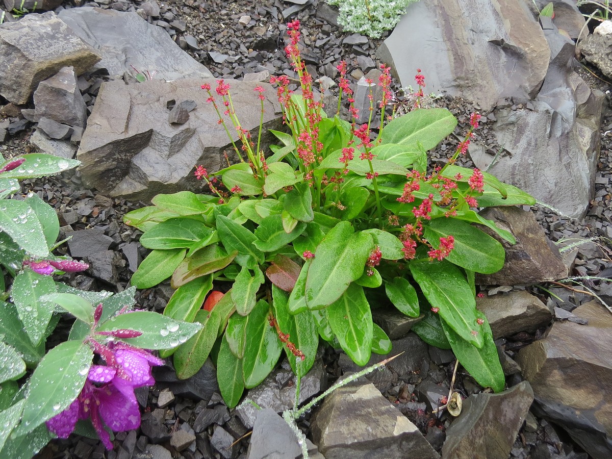 Image of genus Rumex specimen.