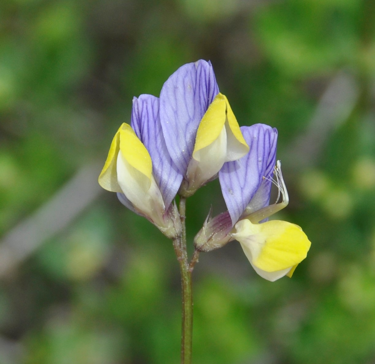Image of Vicia lunata specimen.