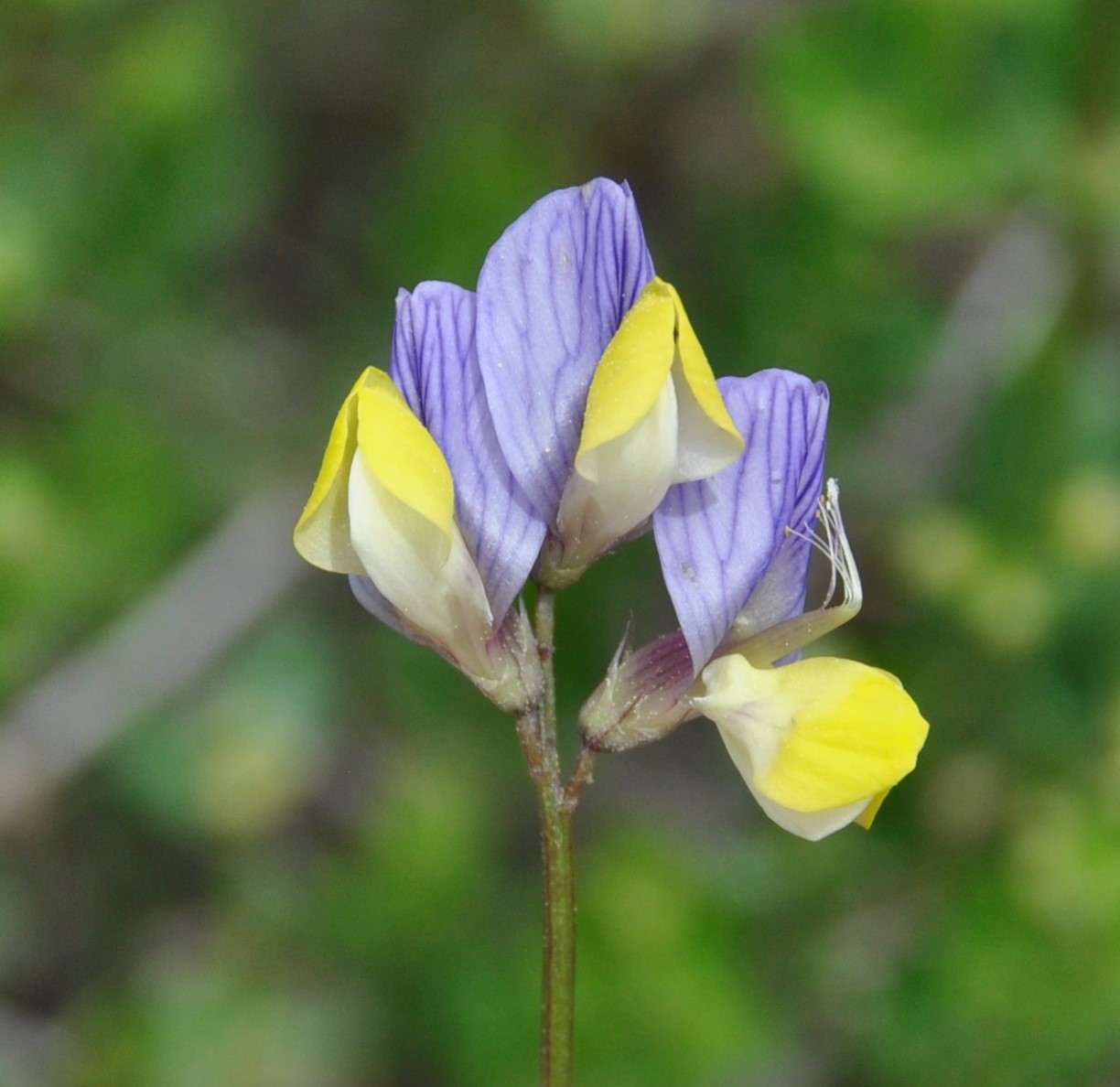 Изображение особи Vicia lunata.