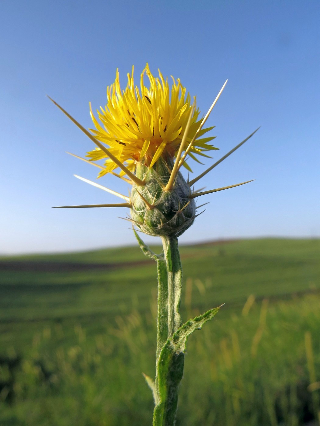 Image of Centaurea solstitialis specimen.