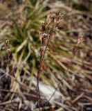 род Euphrasia. Верхушка плодоносящего растения прошлого года. Пермский край, Лысьвенский р-н, долина р. Чусовой, крутой склон камня Великан, хвойный лес. 29.04.2019.
