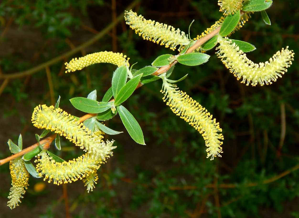 Изображение особи Salix &times; fragilis.