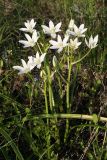 Ornithogalum kochii