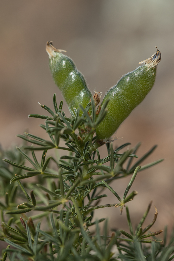 Изображение особи Lupinus angustifolius.